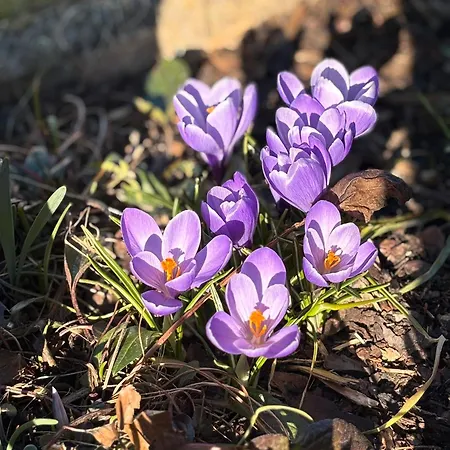 Διαμέρισμα Mmapartment Feistritz ob Bleiburg